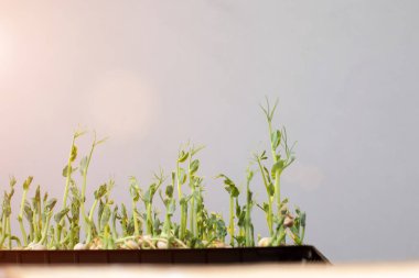 Evde bahçıvanlık. Yeşillik mikroyeşiller, gölgeli gri arka planda keten bir halının üzerindeki bezelyeler. Ön görünüm