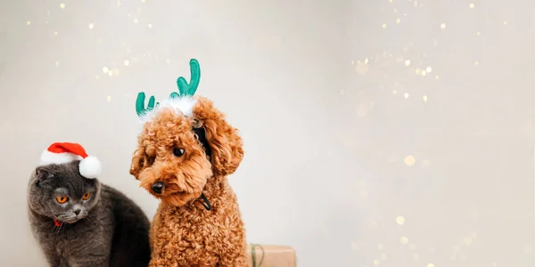 Yeşil geyik boynuzları ve açık arka planda Noel Baba şapkalı gri kedili, yakın plan zencefilli kaniş köpeği. Evcil hayvan portresi. Noel tebrik kartı, ön manzara. Web pankartı