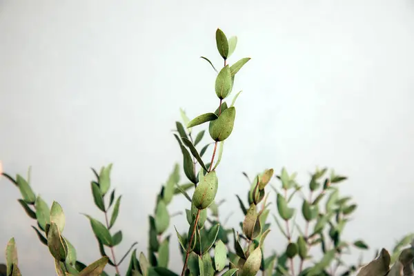 Grey textured concrete background with eucalyptus branchs. Background of light grey concrete for design