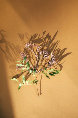 Bir dizi farklı kurumuş çiçek ve dallar gün ışığında ve gölgelerle kahverengiydi. Düz Yat