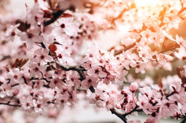 Mavi gökyüzünün arka planında çiçek açan pembe kiraz dalları, seçici bir odak. Doğal çiçekli arka plan