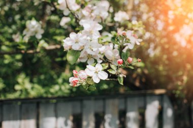 Mavi gökyüzünün arka planında çiçek açan elma dalları, seçici bir odak. Doğal çiçekli arka plan