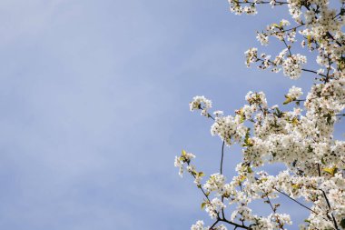 Mavi gökyüzünün arka planında çiçek açan kiraz dalları, seçici bir odak. Doğal çiçekli arka plan