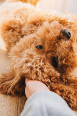 Büyük pencerenin yanında yerde yatan küçük bir zencefilli kaniş. Köpeği bir kadın eli okşar. Üst görünüm