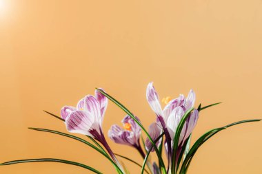 Kahverengi arka planda mor timsahlar. Çiçeklerle bahar doğal arka planı. Ön görünüm