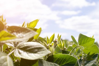 Parlak güneş ışığında yakın plan bir tarlada soya fasulyesi bitkileri. Soyalı tarım tarlası. Soya fasulyesi çiçeği. Yeşil arkaplan, seçici odak