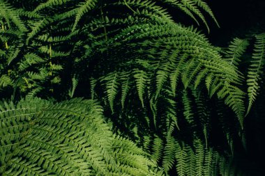 Leaves of green fresh forest fern close-up. Natural green background, top view, selective focus