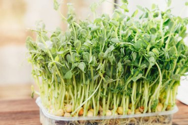 Evde bahçıvanlık. Yeşiller mikroçimler, plastik kaplarda bezelyeler ahşap arka planda keten bir halının üzerinde. Ön görünüm