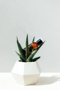 Doğal kozmetikler. Beton bir arka planda yüz sıvısı ve aloe içeren kehribar şişesi. Ön görünüm