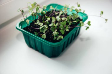 Bahçe işleri konsepti. Tohumlardan yetişen yeşil filizler. Topraklı bir tencerede lahana tohumları. Üst görünüm