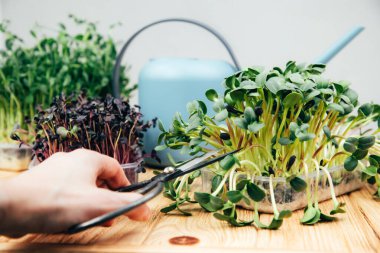 Evde bahçıvanlık. Yeşiller, bezelyeler, turplar, plastik kaplar içinde ahşap bir arka planda keten bir halı ve makas ile. Ön görünüm