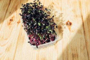 Evde bahçıvanlık. Yeşiller mikroçimler, plastik kaplarda turplar ahşap bir arka planda keten bir halının üzerinde. Üst görünüm