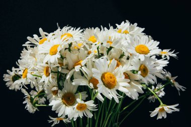 Çiçekli arka plan. Beyaz papatyaların ön görüntüsü, siyah bir arka planda papatya çayı. Tasarım için arkaplan