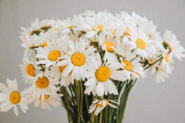Çiçekli arka plan. Beyaz papatyaların önü, gri bir arka planda papatya çayı. Tasarım için arkaplan