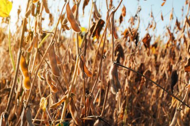 Yakın planda olgun sarı soya fasulyesi bitkileri. Mavi gökyüzüne karşı olgun soya ile tarım tarlası. Ön görünüm