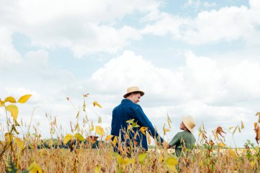 Agronomist, baba ve oğul soya fasulyesi tarlasında birlikte. Neşeli adam sırtında bir oğul taşıyor. Babam güneşli yürür