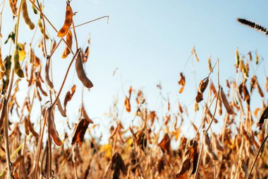 Yakın planda olgun sarı soya fasulyesi bitkileri. Mavi gökyüzüne karşı olgun soya ile tarım tarlası. Ön görünüm