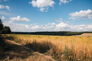 Güneşli bir günde tarlada soya fasulyesi yetiştirmek. Soyalı tarım tarlası. Manzara, doğal arka plan, seçici odaklanma. Ön görünüm