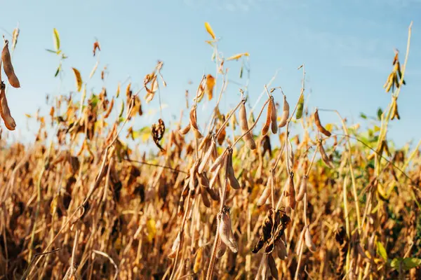 Yakın planda olgun sarı soya fasulyesi bitkileri. Mavi gökyüzüne karşı olgun soya ile tarım tarlası. Ön görünüm