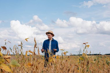Soya tarlasında tarım yapan çiftçi. Tarım ürünlerinin büyümesini kontrol etmek. Fasulyeli yeşil soya. Ön görünüm