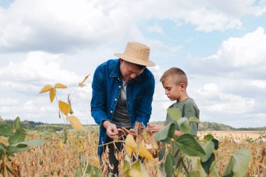 Agronomist, baba ve oğul soya fasulyesi tarlasında birlikte. Adam çocuğa olgun soya peynirini gösteriyor. Ekinlerin kalite kontrolü. Ön görünüm