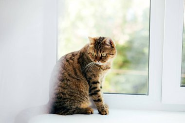 Pencerenin yanında sarı gözlü gri çizgili bir kedi. Gölgeli evcil hayvan portresi, ön manzara