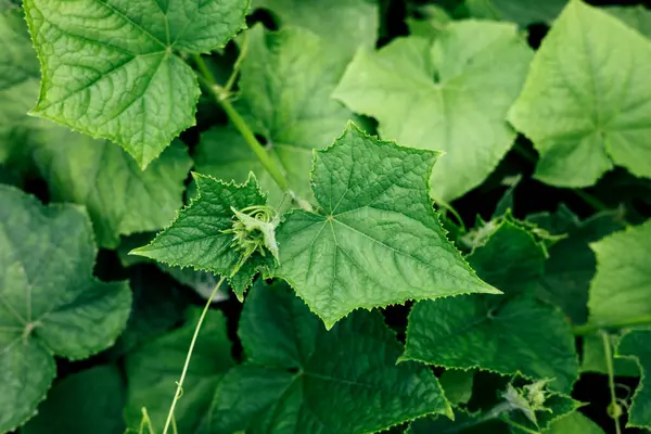 Doğal yeşil arka plan. Bahçıvanlık kavramı. Güneşli bir günde toprakta küçük yeşil salatalık çalıları. Sebze yetiştiriyorum. Üst görünüm