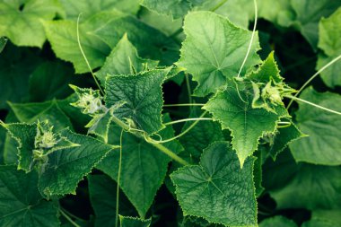 Doğal yeşil arka plan. Bahçıvanlık kavramı. Güneşli bir günde toprakta küçük yeşil salatalık çalıları. Sebze yetiştiriyorum. Üst görünüm