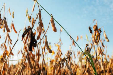 Yakın planda olgun sarı soya fasulyesi bitkileri. Mavi gökyüzüne karşı olgun soya ile tarım tarlası. Ön görünüm