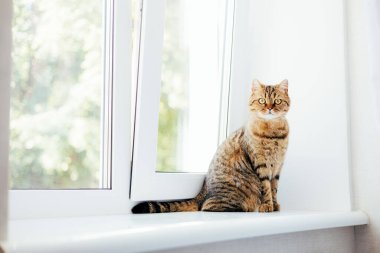 Pencerenin yanında sarı gözlü gri çizgili bir kedi. Gölgeli evcil hayvan portresi, ön manzara