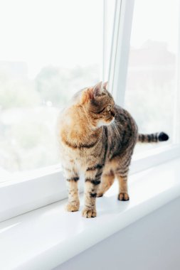 Pencerenin yanında sarı gözlü gri çizgili bir kedi. Gölgeli evcil hayvan portresi, ön manzara