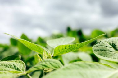 Parlak güneş ışığında yakın plan bir tarlada soya fasulyesi bitkileri. Soyalı tarım tarlası. Yeşil arka plan, seçici odaklanma. Ön görünüm