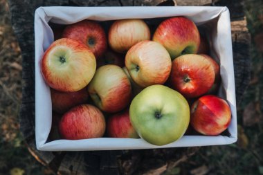 Meyve bahçesinden toplanan olgun kırmızı elmalar sepette. Kırmızı elmalarla sonbahar arkaplanı. Üst görünüm