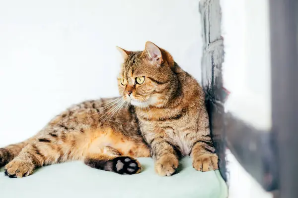 stock image A gray striped cat with yellow eyes near the window. Pet portrait with shadows, front view