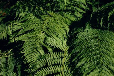 Leaves of green fresh forest fern close-up. Natural green background, top view, selective focus