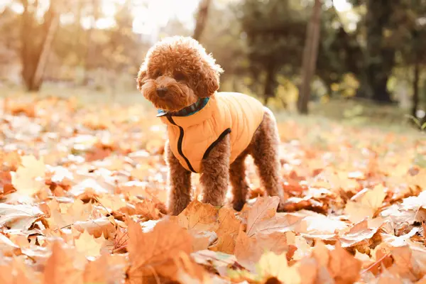 stock image A small red poodle in yellow stays on the yellow leaves on yellow vest in an autumn park, sunny day. Front view