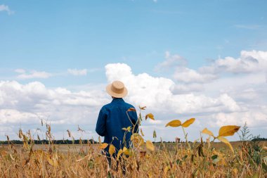 Soya tarlasında tarım yapan çiftçi. Tarım ürünlerinin büyümesini kontrol etmek. Fasulyeli yeşil soya. Ön görünüm