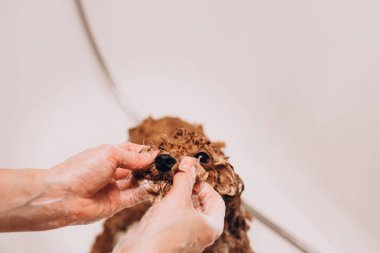 Evde bir köpeği yıkama süreci. Banyoda küçük kırmızı bir kaniş yıkılıyor. Banyoda ıslak köpek var.