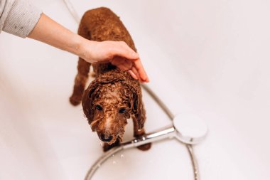 Evde bir köpeği yıkama süreci. Banyoda küçük kırmızı bir kaniş yıkılıyor. Banyoda ıslak köpek var.