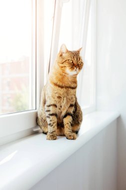 Pencerenin yanında sarı gözlü gri çizgili bir kedi. Gölgeli evcil hayvan portresi, ön manzara