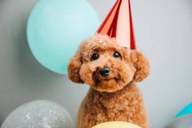 Gri arka planda kırmızı bir şapkayla küçük kırmızı bir kaniş bir doğum gününü kutlar, yakın plan. Ön görünüm