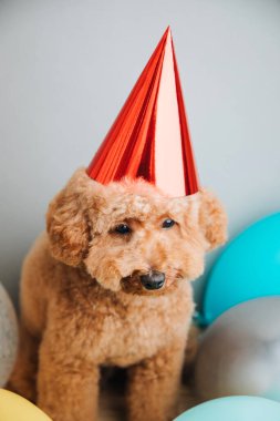 Gri arka planda kırmızı bir şapkayla küçük kırmızı bir kaniş bir doğum gününü kutlar, yakın plan. Üst görünüm