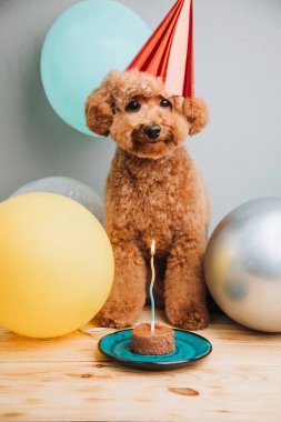 Gri arka planda kırmızı bir şapkayla küçük kırmızı bir kaniş bir doğum gününü kutlar, yakın plan. Ön görünüm