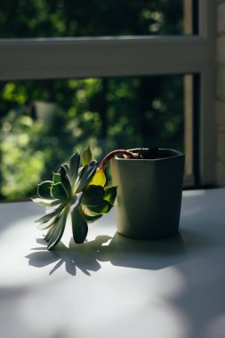Açık arkaplandaki bej tencerelerin ışığında yeşil sulular. Ev bitkileri, bahçe işleri. Ön görünüm