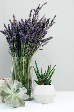 Bej tencerelerin ışığında iki yeşil sulu ve açık arkaplanda cam bir vazoda bir demet lavanta. Ev bitkileri, bahçe işleri. Ön görünüm