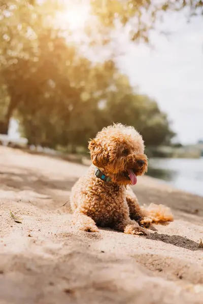 stock image A small red curly dog poodle on a walk on the beach on a summer day. Walk with pets. Front view