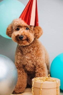 Gri arka planda kırmızı bir şapkayla küçük kırmızı bir kaniş bir doğum gününü kutlar, yakın plan. Ön görünüm