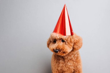 Gri arka planda kırmızı bir şapkayla küçük kırmızı bir kaniş bir doğum gününü kutlar, yakın plan. Ön görünüm