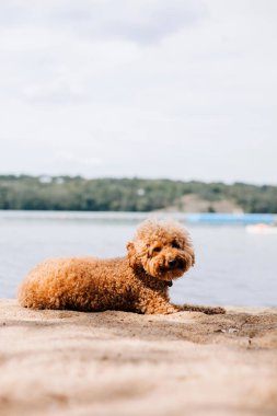 Bir yaz günü sahilde yürüyüş yapan küçük kırmızı kıvırcık bir köpek kanişi. Evcil hayvanlarla yürü. Ön görünüm