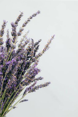 Gri arka planda bir buket taze lavanta. Çiçek açan arka plan. Tebrik kartı. Üst görünüm